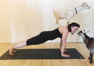 Home of the Original Goat Yoga
