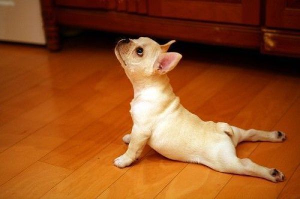 puppy-yoga-los-angeles