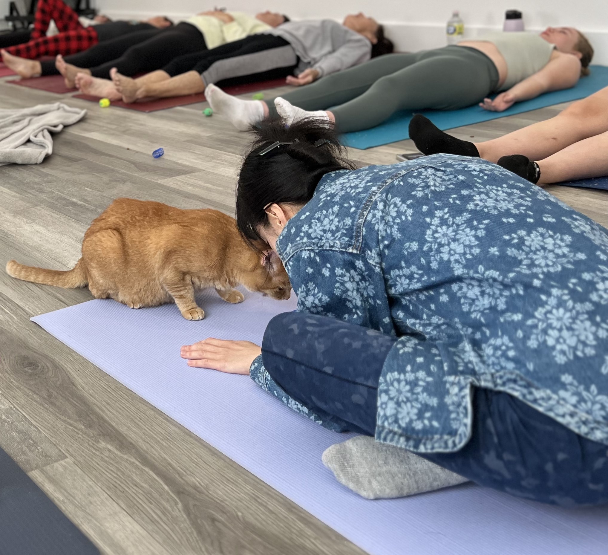 kitten-yoga-los-angeles-rescue-kitties